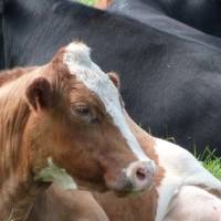 Photo de profil de brheaume