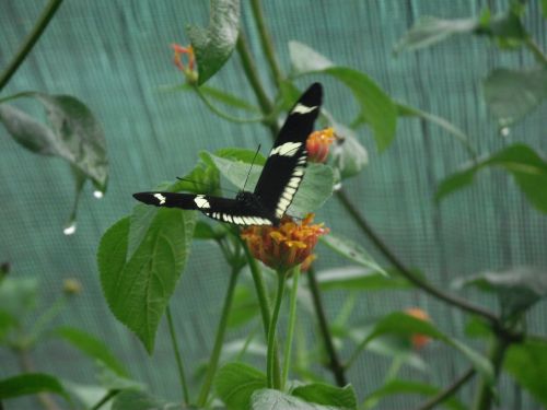L'envol du papillon