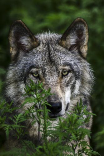 Le Voyeur