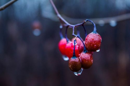 Baie rouge 