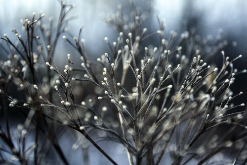 Pouce d'hiver 