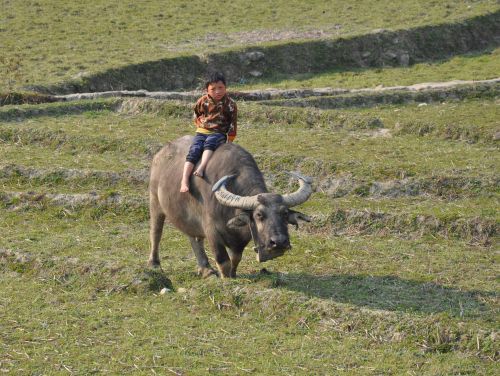 Le buffle et l'enfant