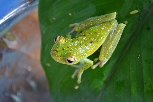 Beauté de la faune Costa Ricienne