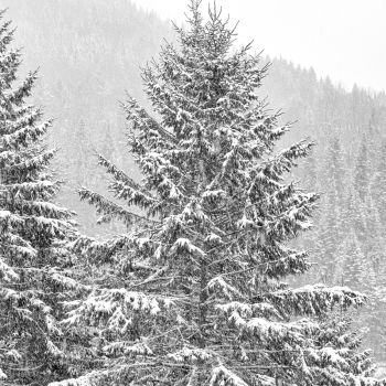 Grands Arbres en décembre