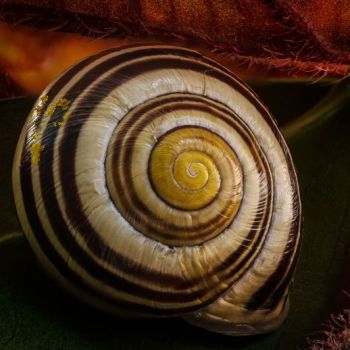 Fibonacci au coeur de la nature