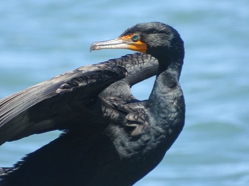 Cormoran à aigrettes